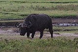 African buffalo